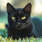 black cat names: All You Need To Know
