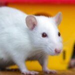 DUMBO RAT: The Adorable Marvel of the Rodent World